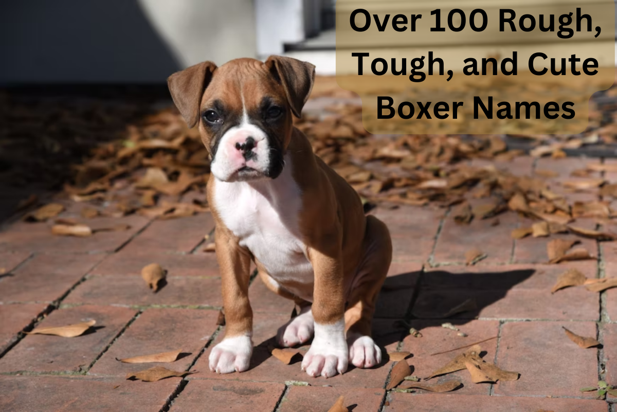 100+ Rough and Tough Boxer Dog Names (From Jax to Sasquatch ...