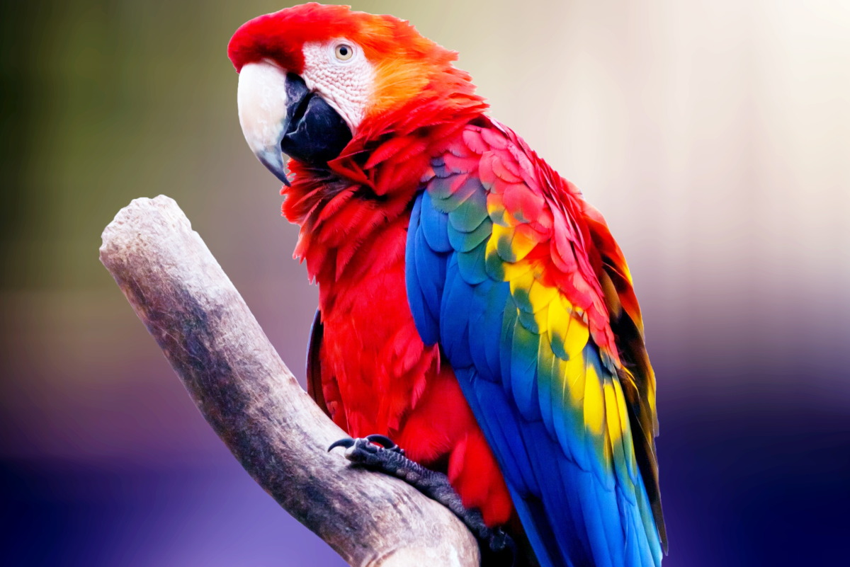 How to Maintain Your Parrot's Nails (Dremel vs. Nail Clipper)