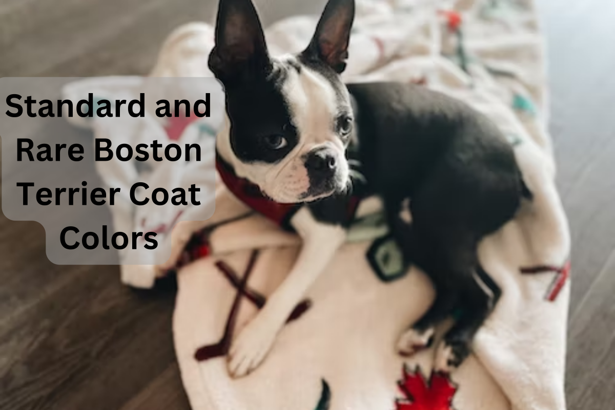 Boston Terrier Colors: All About the Breed