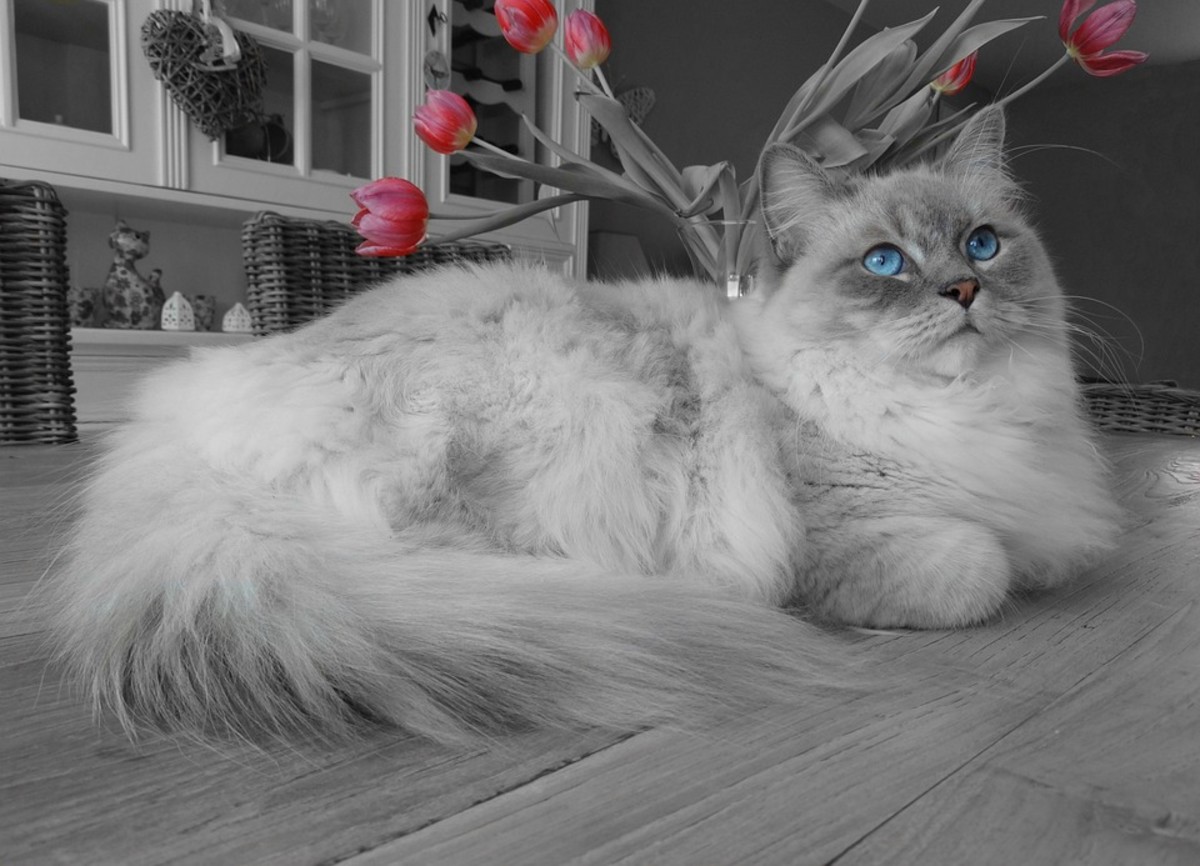 23 Fun Facts About Ragdoll Cats