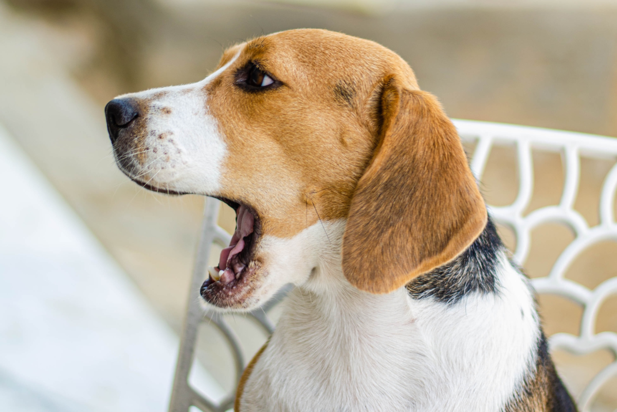 Is Burping in Dogs Normal?