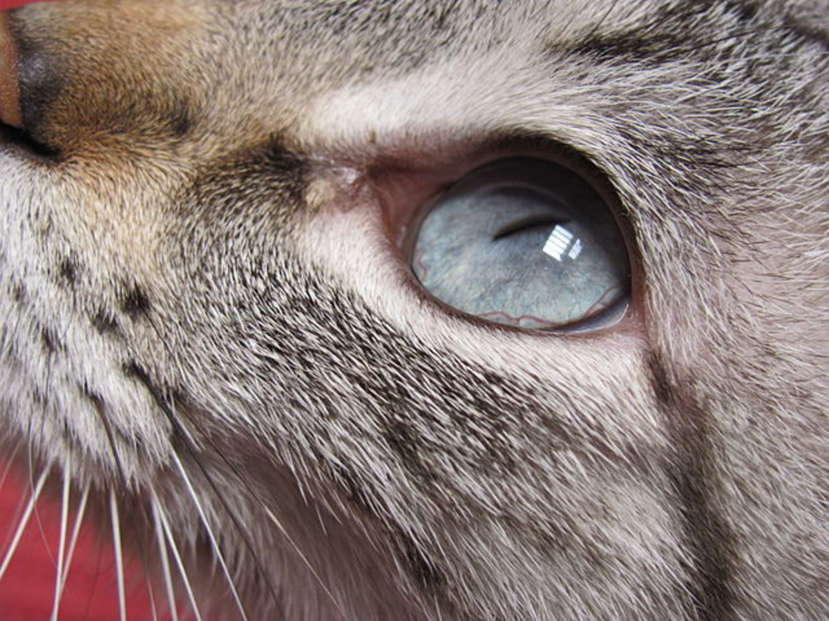 What Is Wrong With My Cat's Eye? HubPages
