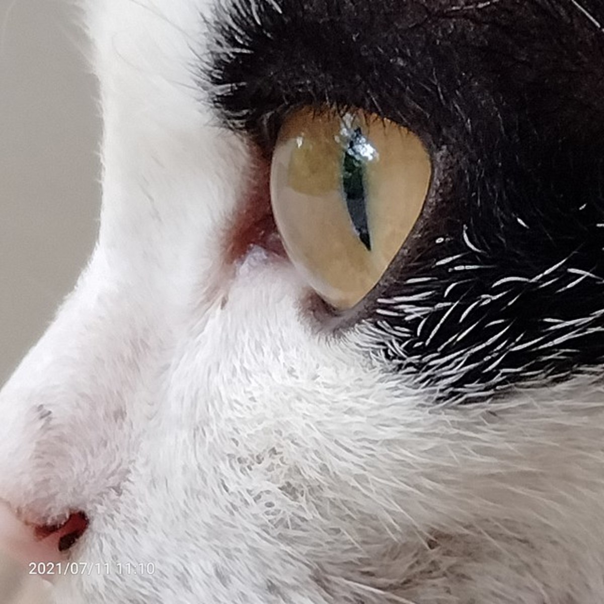 What Is Wrong With My Cat's Eye? HubPages