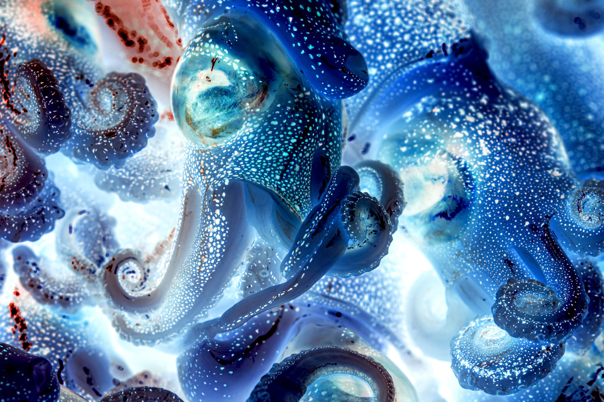 A Brief History of Kraken Encounters - HubPages