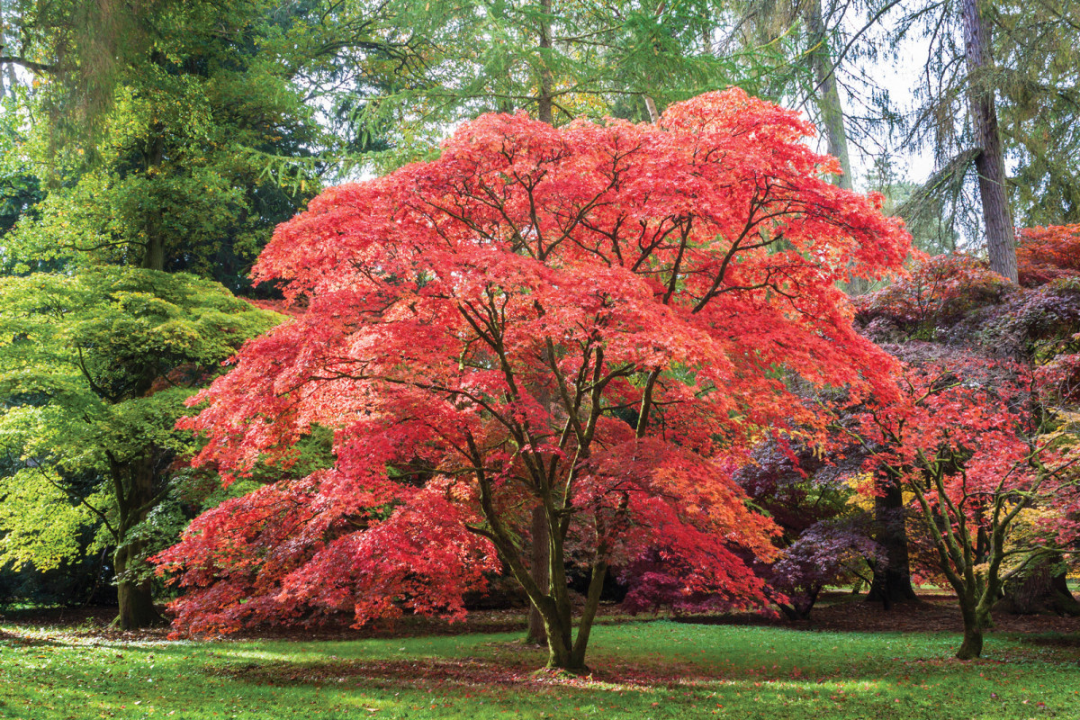 How to Plant and Cultivate a Japanese Maple Tree