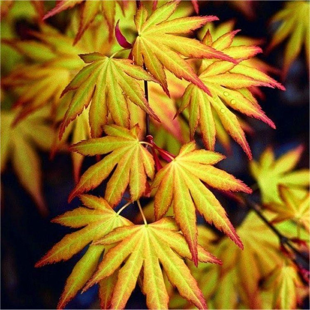 How to Plant and Cultivate a Japanese Maple Tree Dengarden