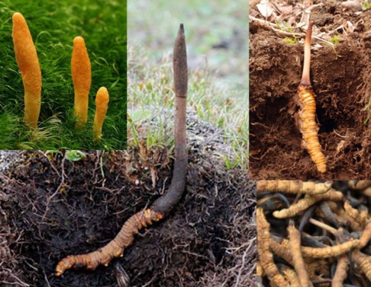 A Himalayan Mushroom That Is More Expensive Than Gold (Curiosities and Health)