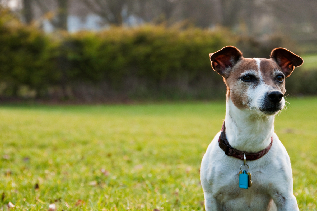 can congestive heart failure in dogs be treated