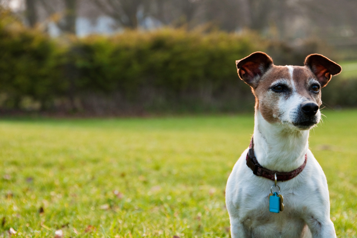 What To Do About Coughing In Dogs With Heart Disease PetHelpful