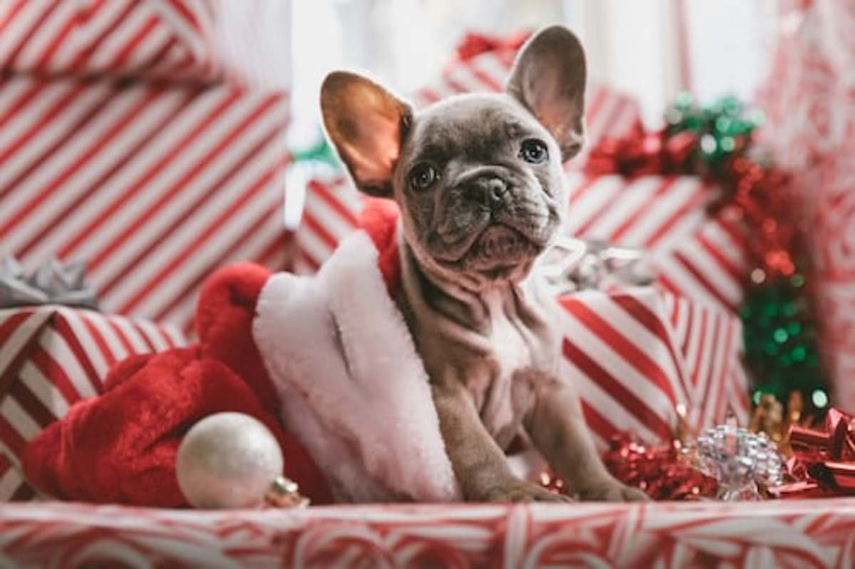 200+ Holiday and Seasonal Names for Dogs
