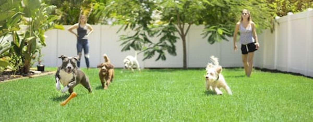 How to Organize a Puppy Socialization Party