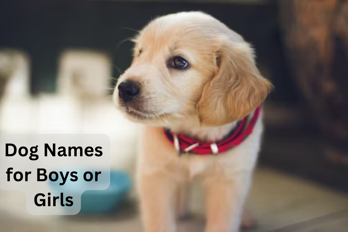 100+ Unisex or Gender-Neutral Dog Names