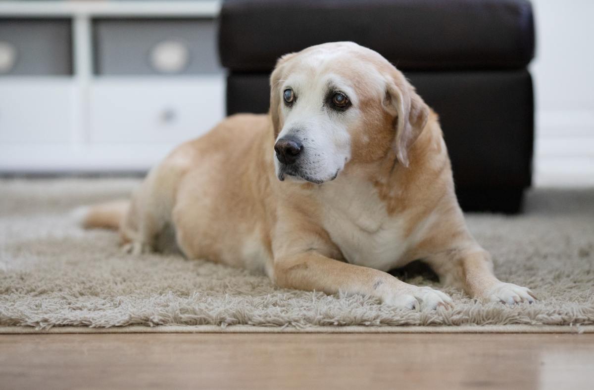 Is It Cruel to Keep a Blind Dog? 21 Tips for Caring for Your Visually Impaired Pet