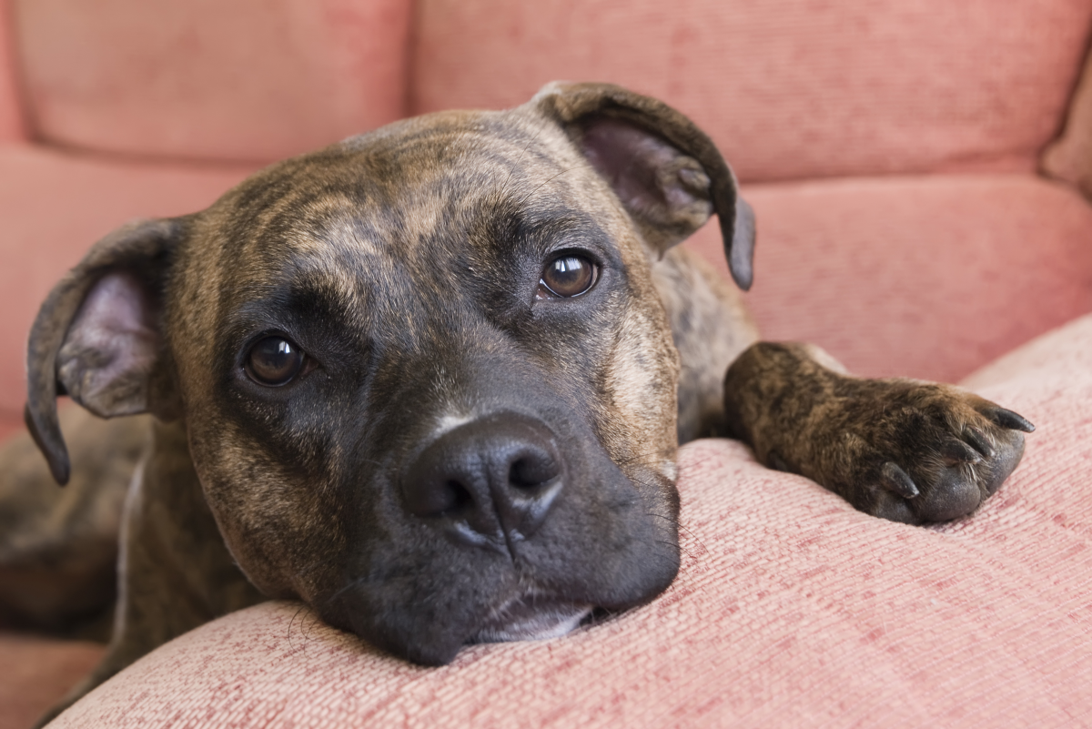 Details of this pit bull's life aren't known - but it's not a pretty story