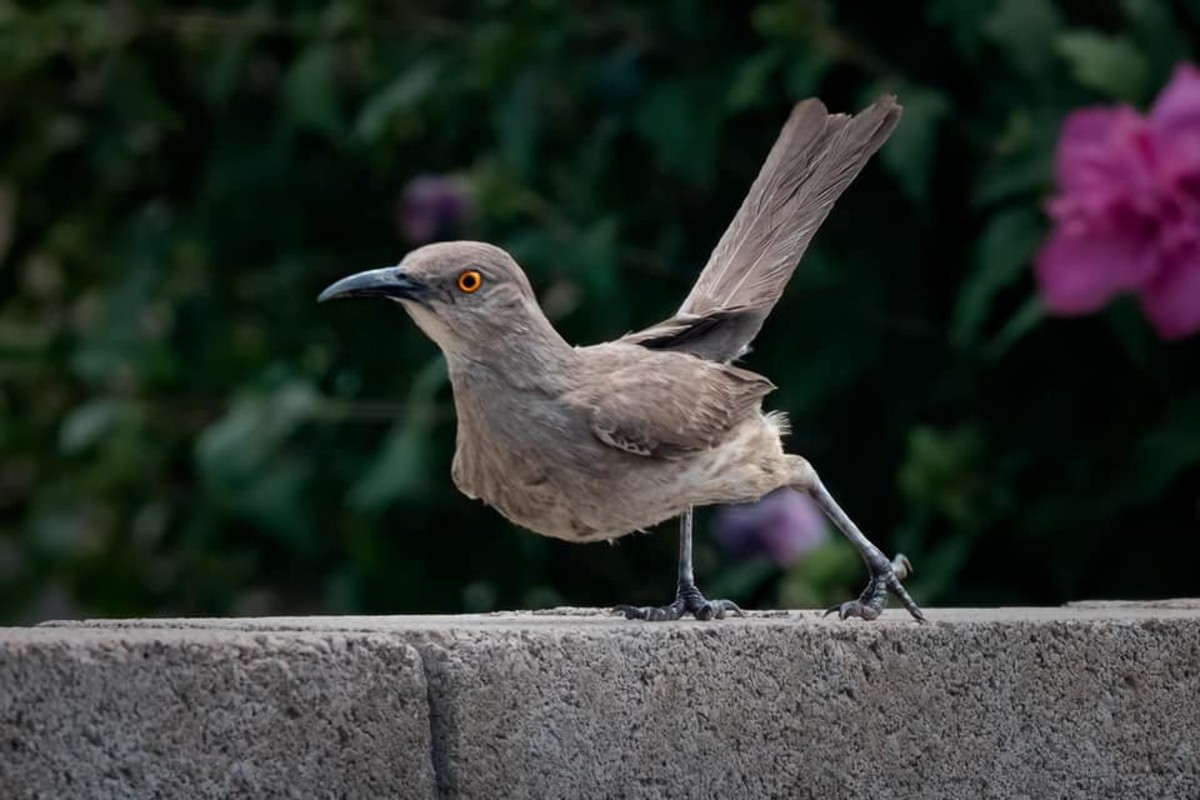 Unique Characteristics of the Curve-Billed Thrasher