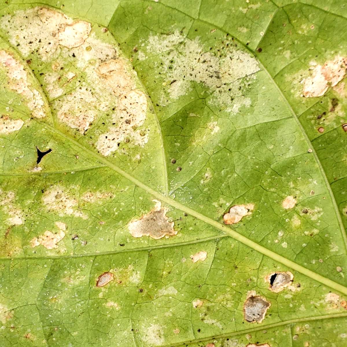 What Is Eating Holes In My Plant Leaves? - Dengarden