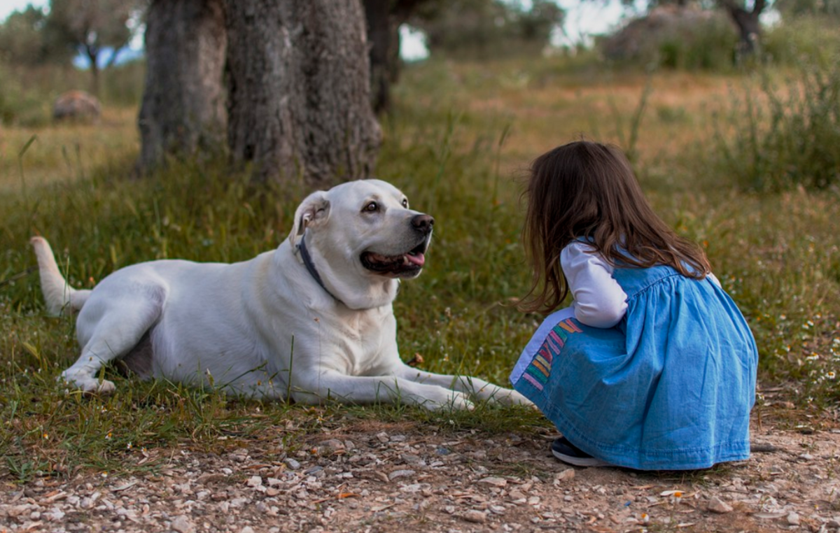 what to do if a dog attacks a child