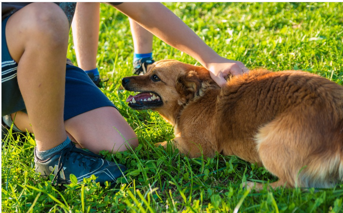 Why Did My Dog Bite My Child? 15 Possible Reasons