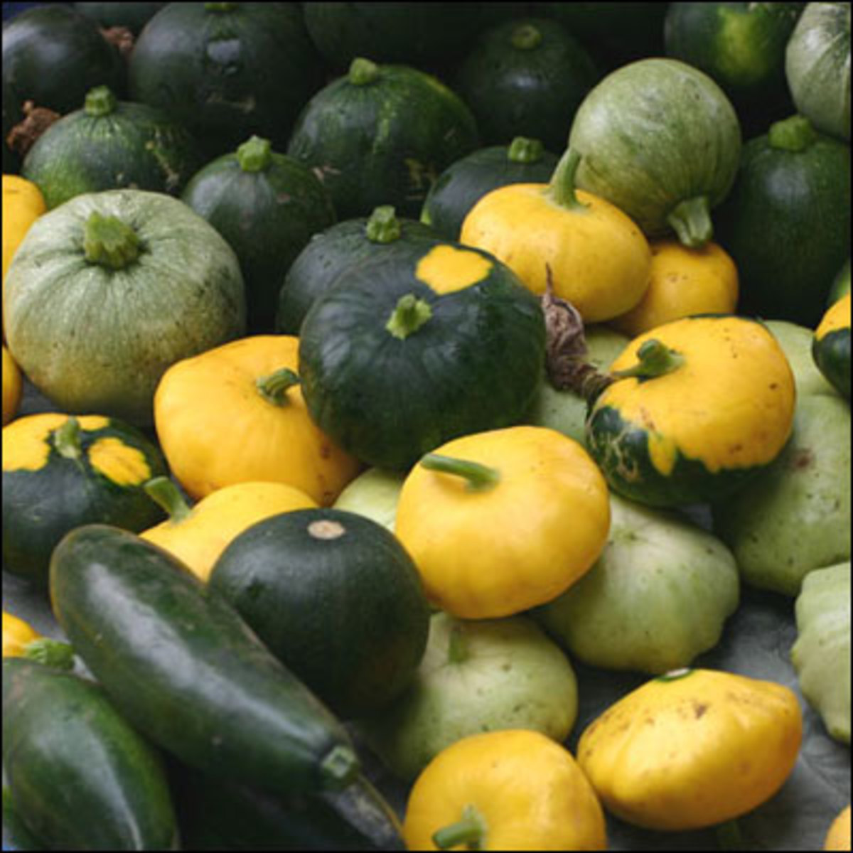 The Secret to Growing Squash: The Perfect Soil