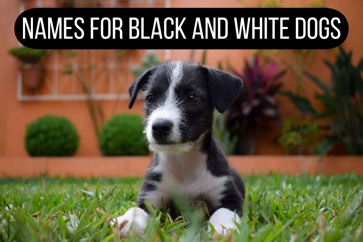 100+ Black and White Dog Names - PetHelpful