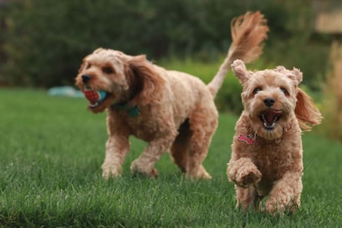 Signs of Healthy, Normal Play in Dogs