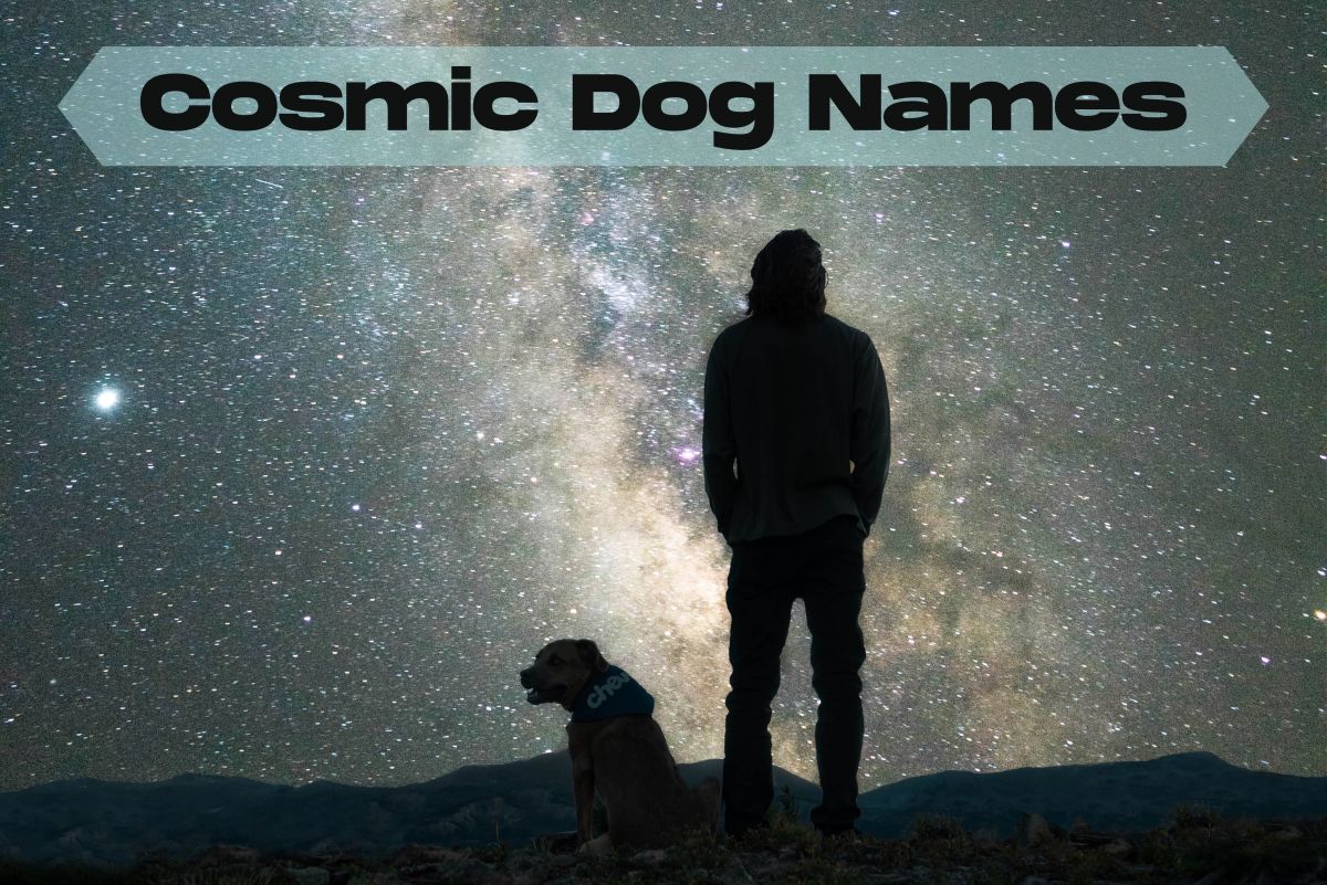 145+ Cosmic Names for Dogs From the Heavens, Science and Sci-Fi