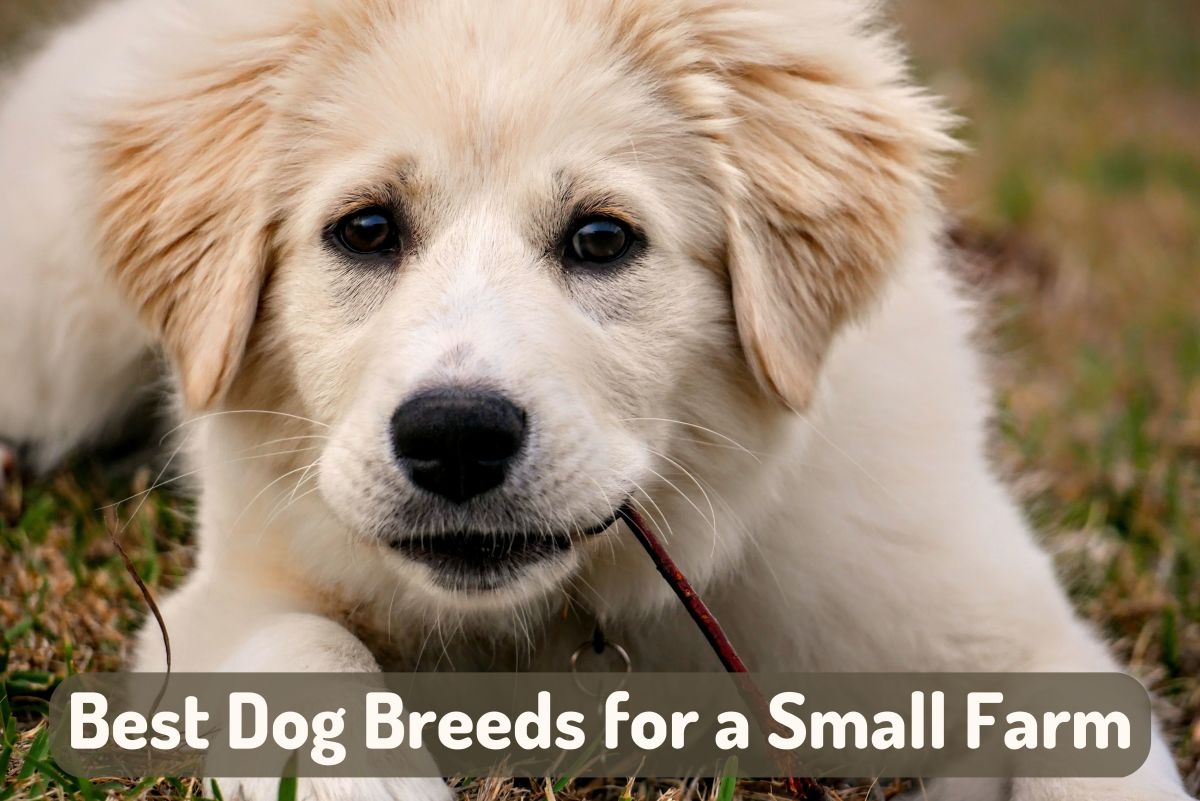 6 Best Dog Breeds for a Small Backyard Farm - PetHelpful