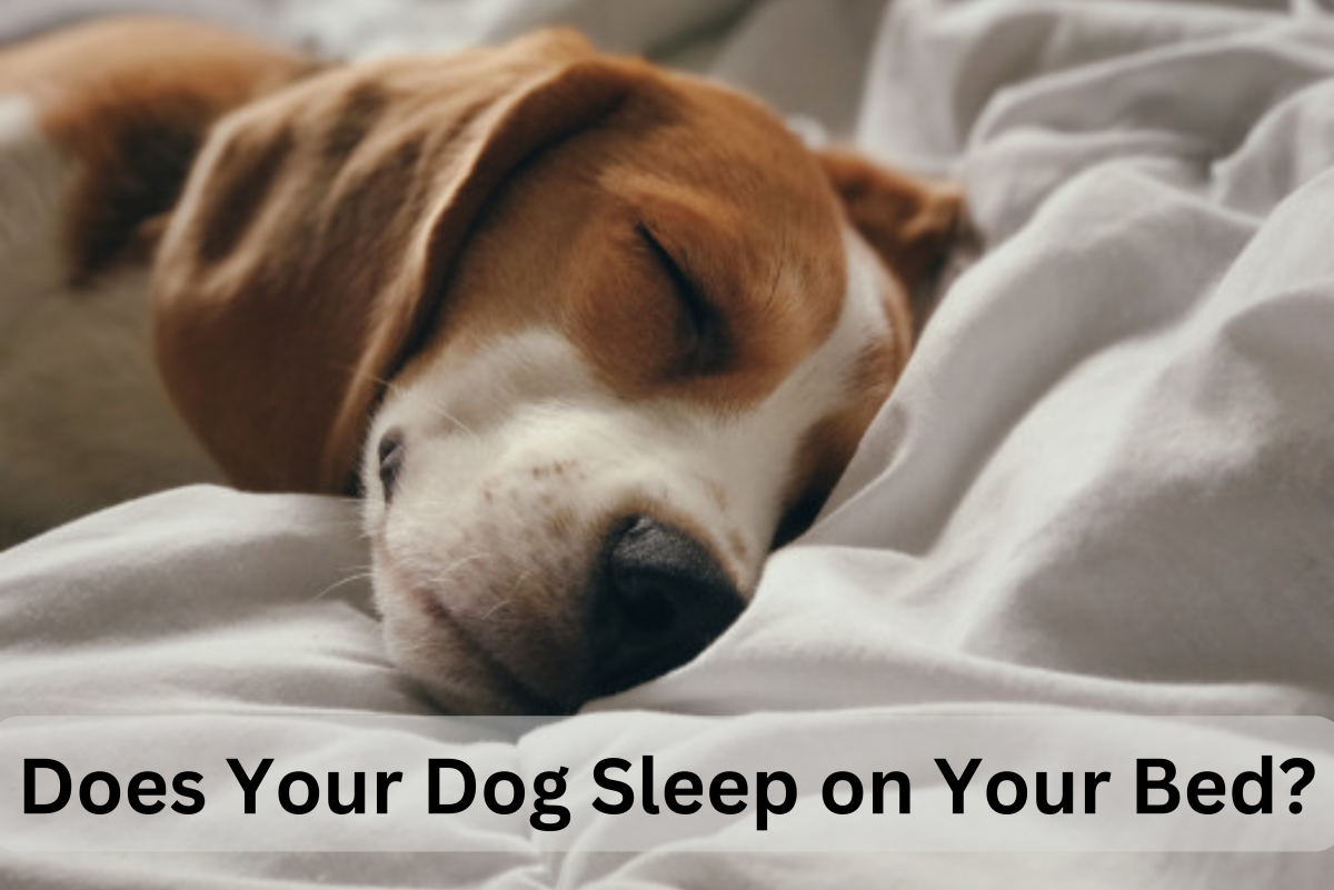 Should Dogs Be Allowed to Sleep in Your Bed? All You Need to Know