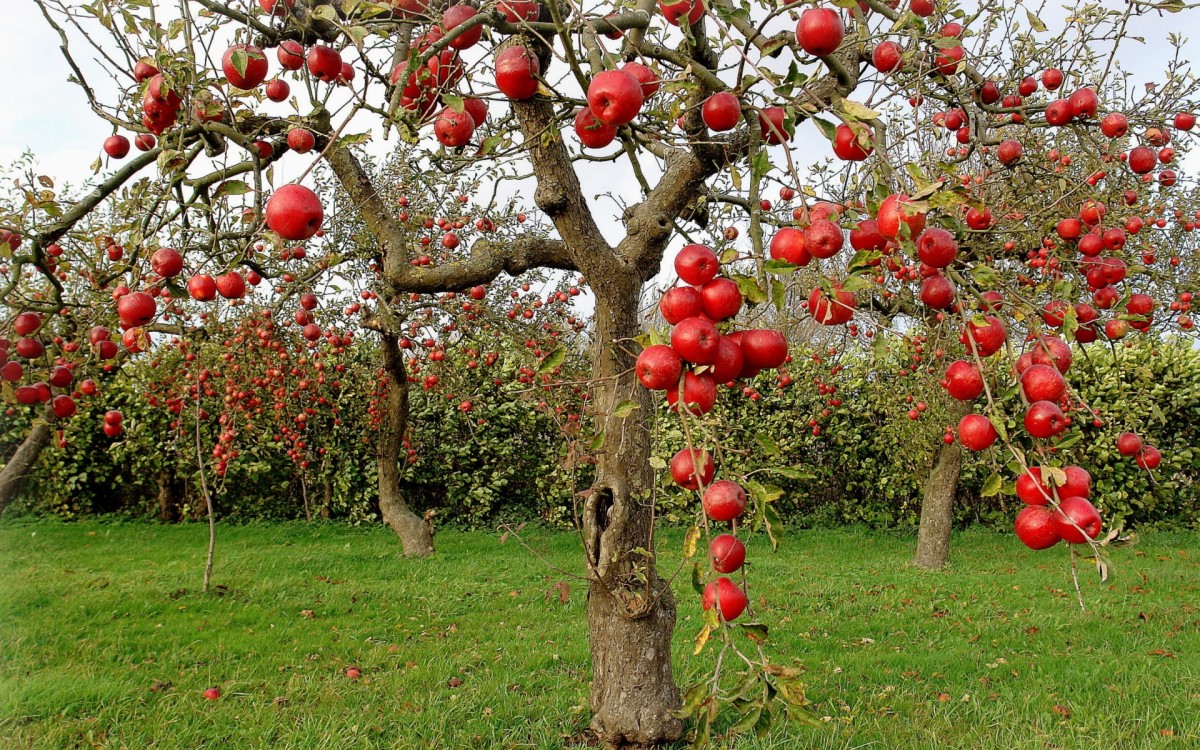 How to Grow Different Varieties of Apple Trees