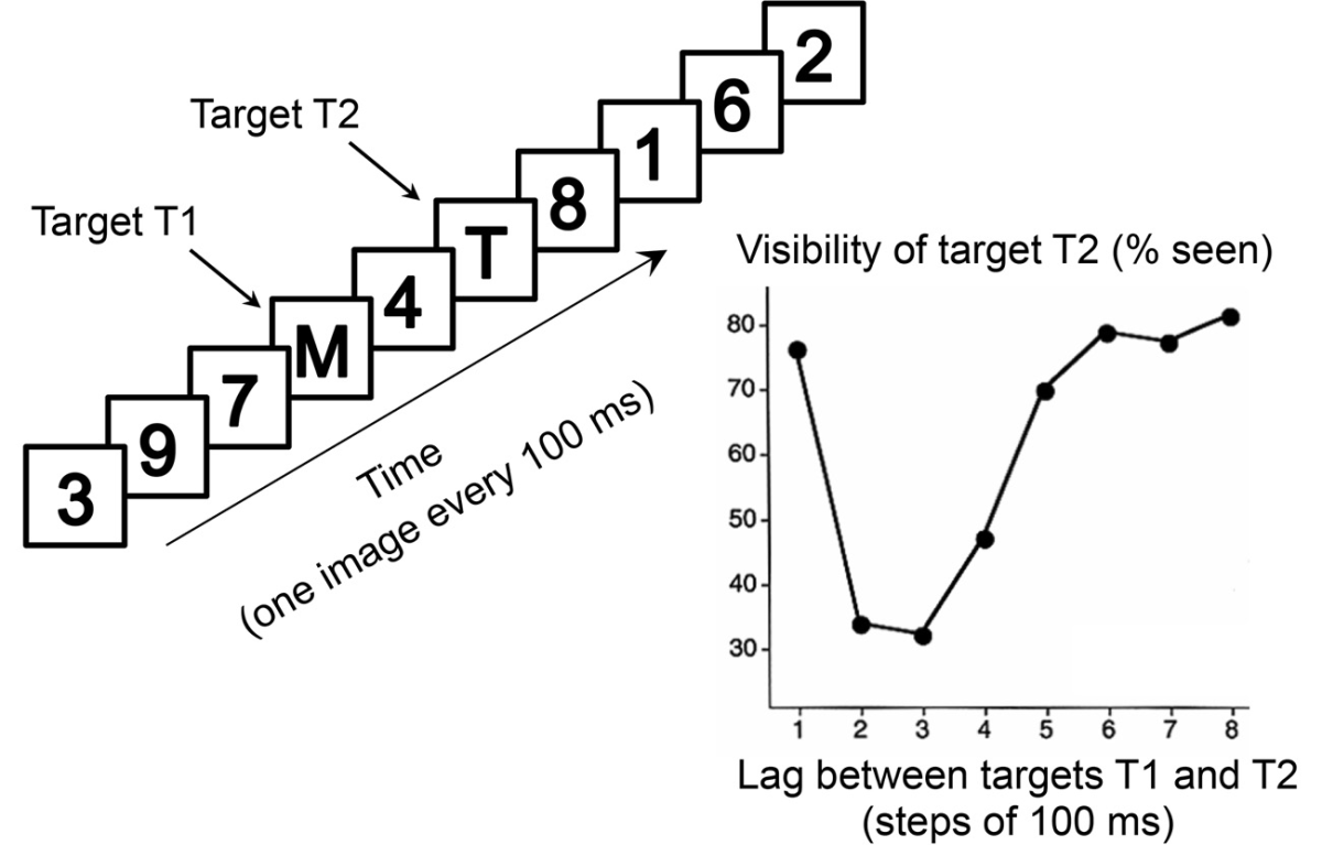 What are visual masking experiments of the brain hubpages