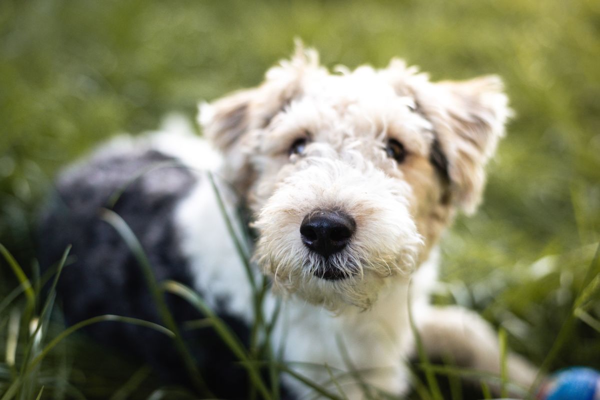 Great Names for Wire Hair Fox Terrier Dogs
