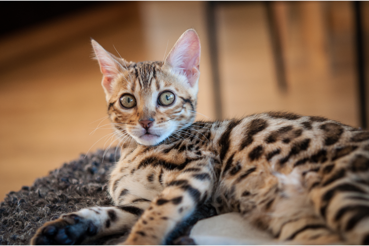 Ns Discovering The Wonders Of Bengal Cat Breeds Newspaper World