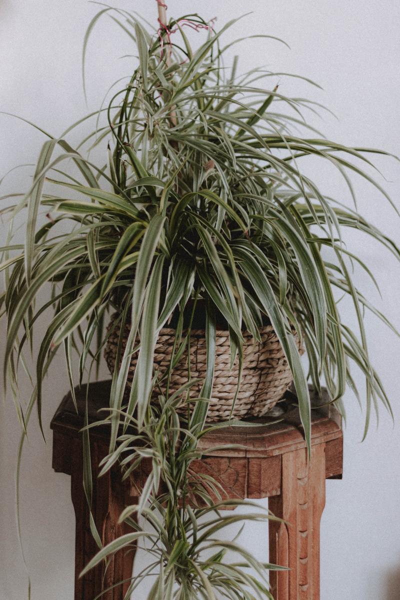 The Ultimate Guide to Chlorophytum comosum/Spider Plant: Care ...