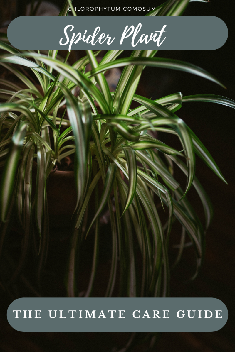 The Ultimate Guide to Chlorophytum comosum/Spider Plant: Care, Propagation, and Benefits