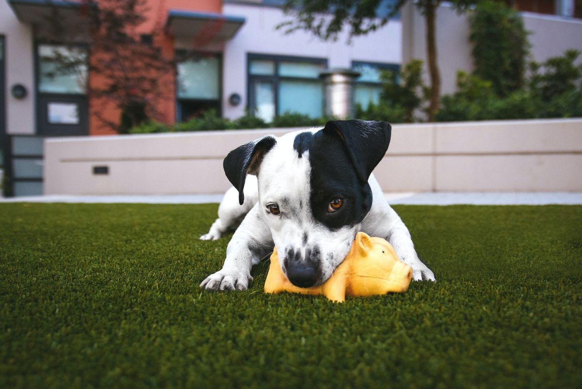 Best Dog Toys for Chewers