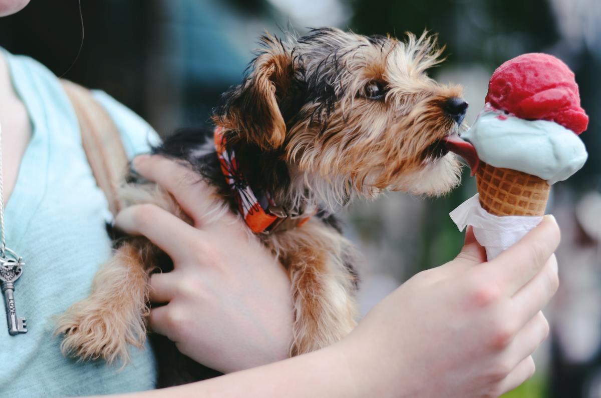 Our Yorkie's Favorite Dog-Friendly Ice Cream Recipe