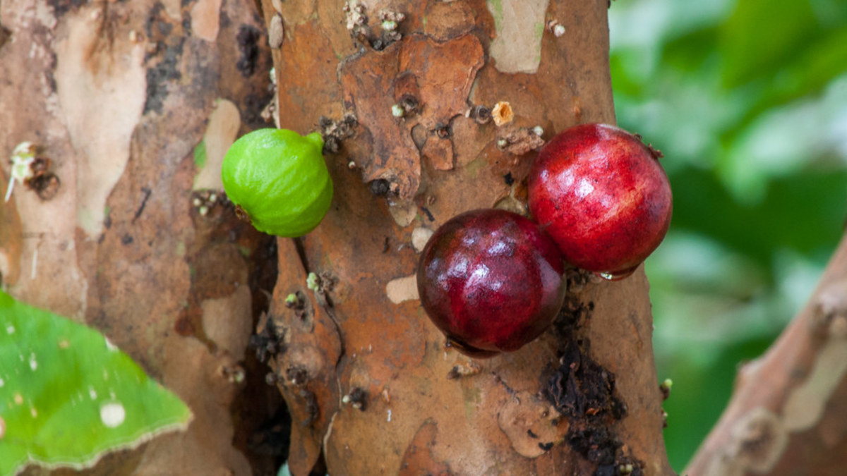Discovering the Unique, Fruit-Bearing Jabuticaba Tree - HubPages