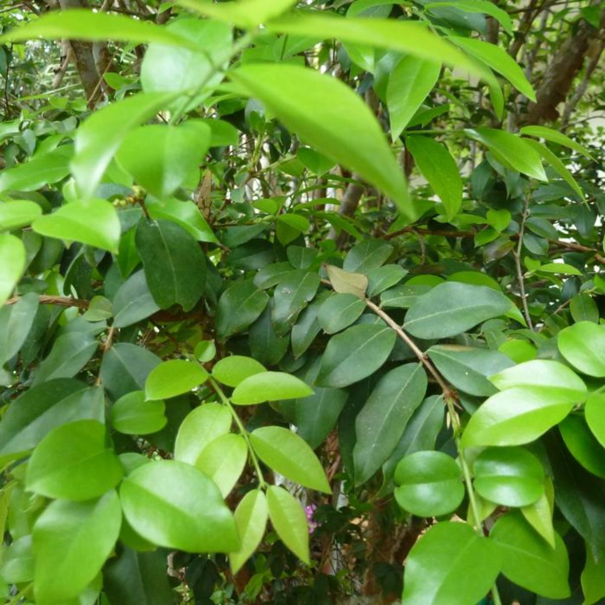 Discovering the Unique, FruitBearing Jabuticaba Tree Owlcation