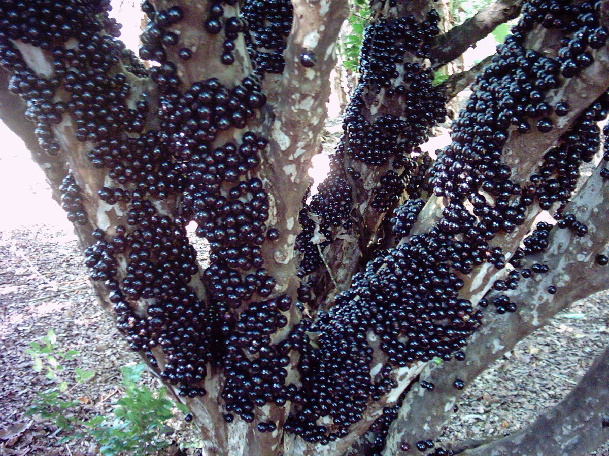Discovering the Unique, Fruit-Bearing Jabuticaba Tree