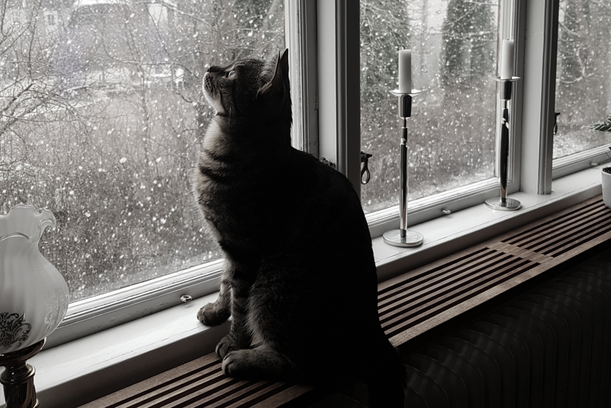 Cats and the Cold Weather