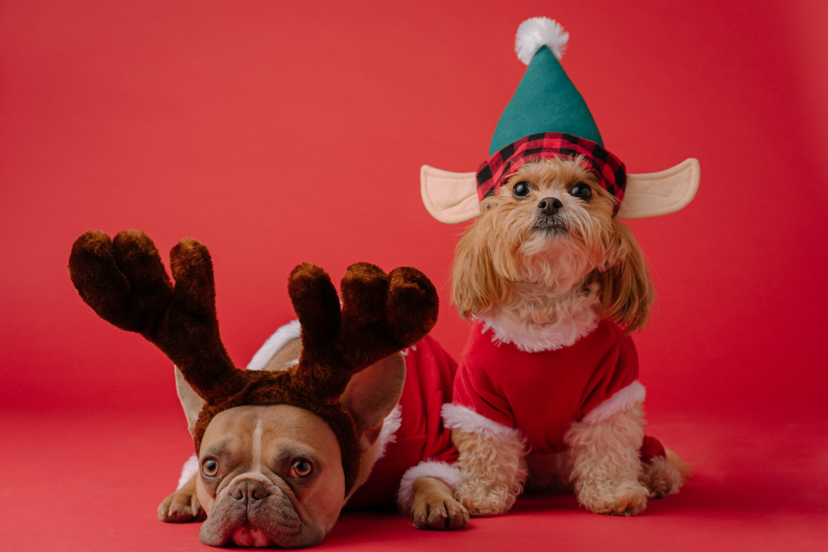 200+ Christmas and Winter Names for Dogs
