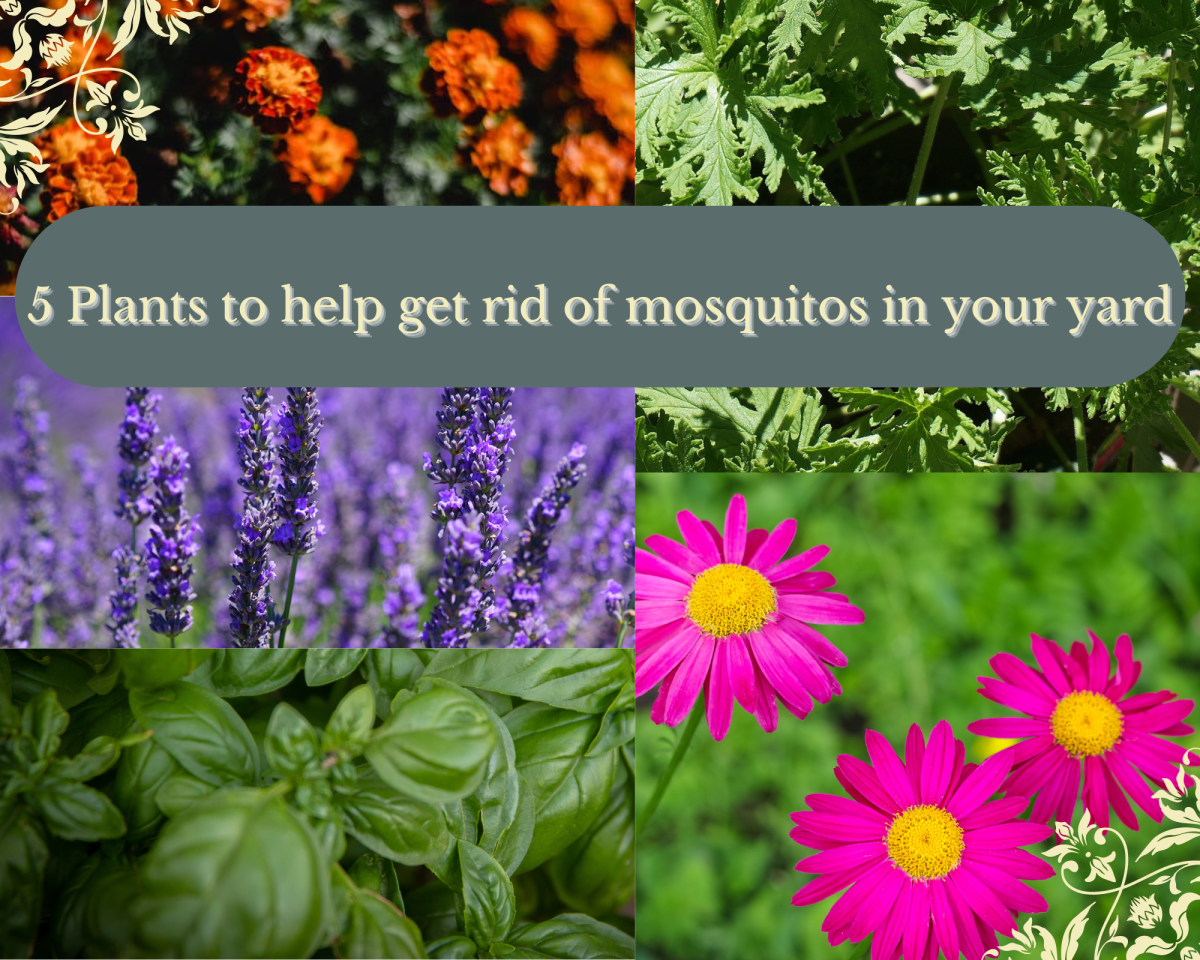 5 Plants That Repel Mosquitoes