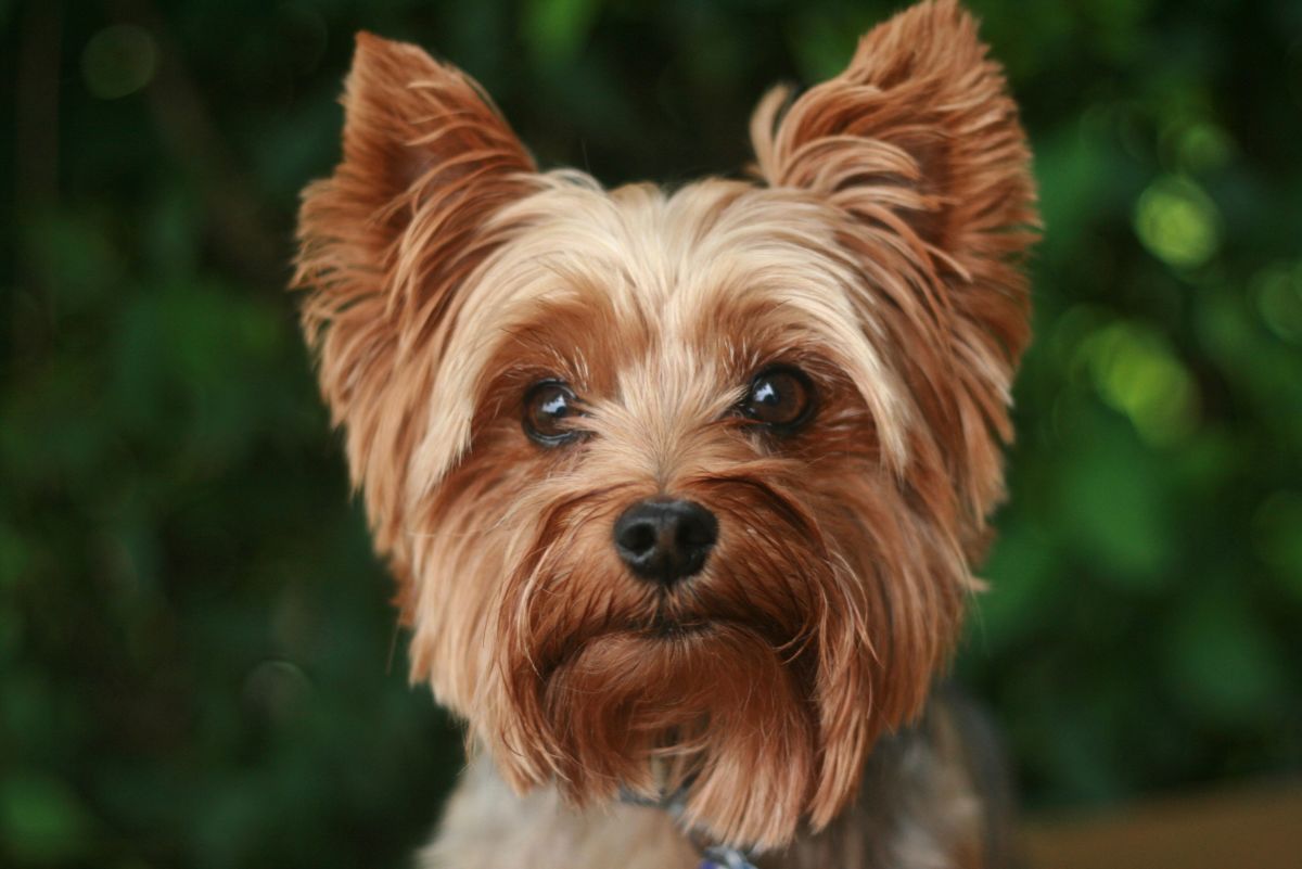 180+ Cute Yorkie Names for Your Tiny Terrier
