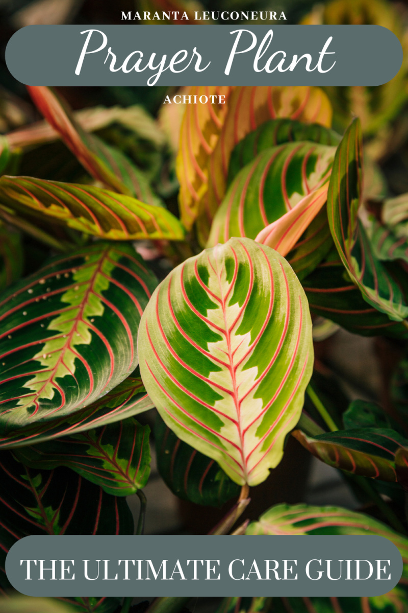 The Ultimate Prayer Plant Guide: Care, Propagation, and Benefits