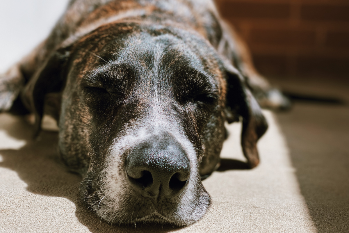 Assisting With Chronic Urinary Tract Infections in Older Dogs
