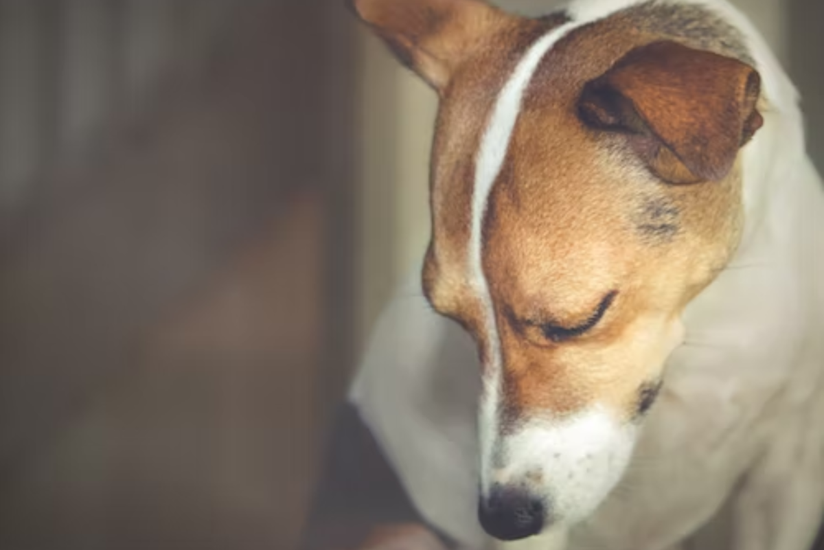 11 Reasons Dogs Cry When Being Picked Up - Pethelpful