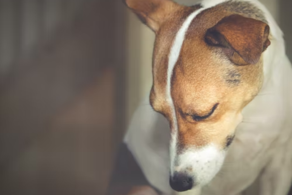 11 Reasons Dogs Cry When Being Picked Up PetHelpful