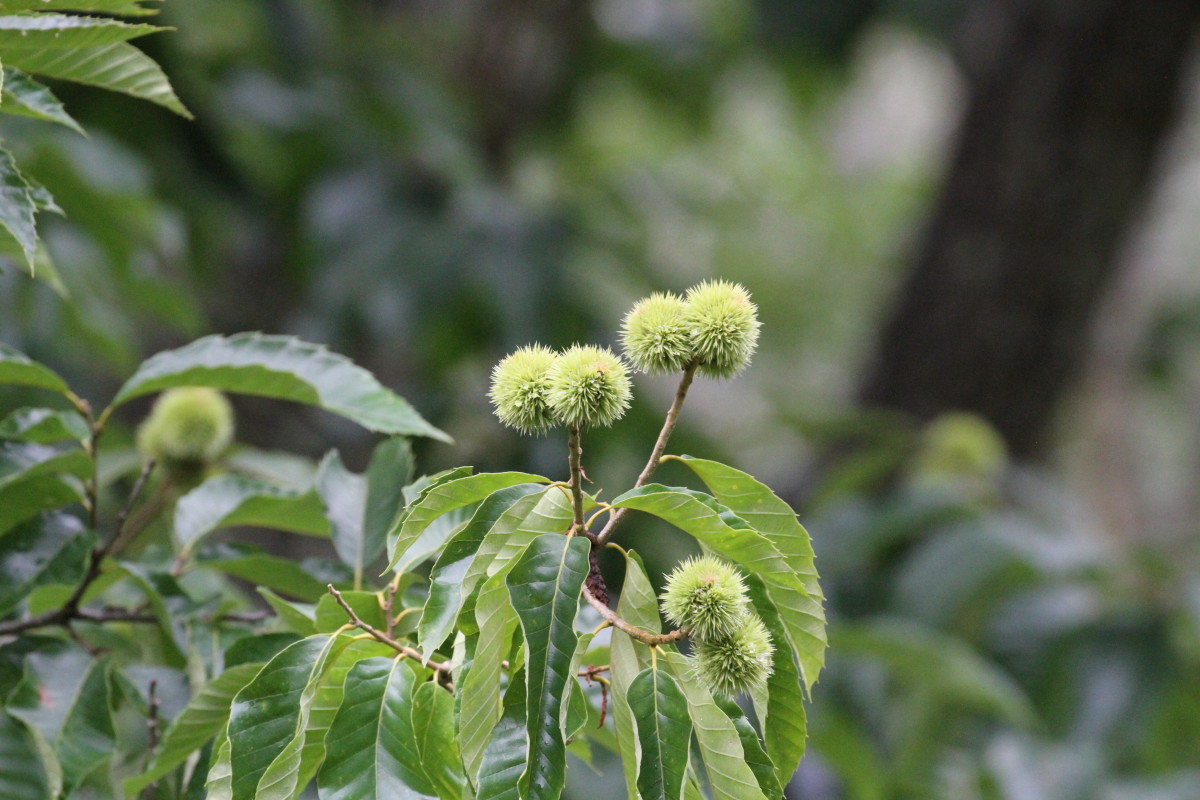 Chinese Chestnut Tree Facts, Uses, and Planting Tips HubPages