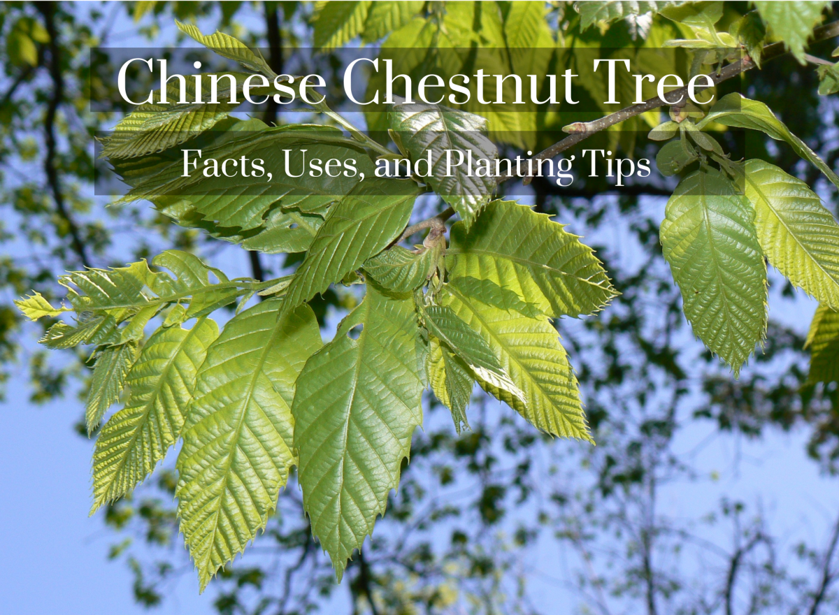 Chinese Chestnut Tree Facts, Uses, and Planting Tips