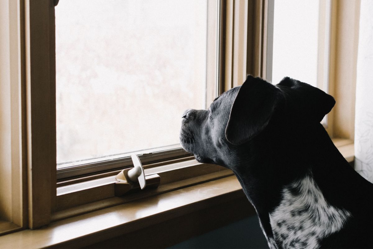 6 Signs Your Pet Is Lonely and What You Can Do About It
